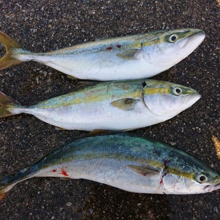 でかいのがほしかった