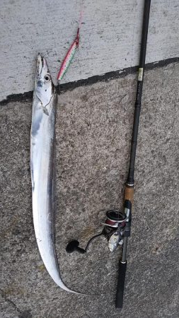 青岸タチウオ調査