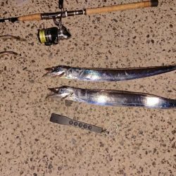 平日無理やり釣行!