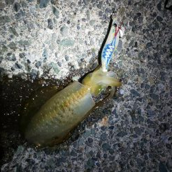 渋い?まだ早い?それとも・・・