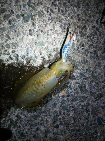 渋い？まだ早い？それとも･･･