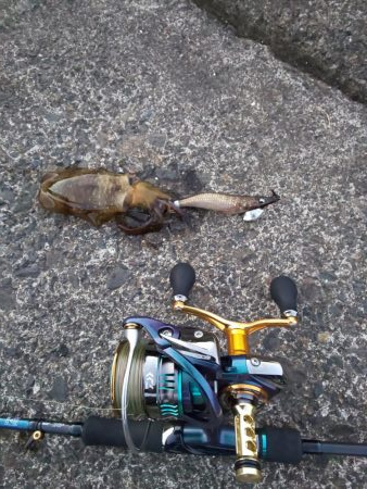 サイト不成立･･･