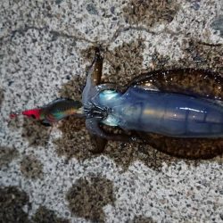 初ホームグランド!