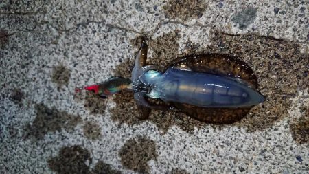 初ホームグランド!