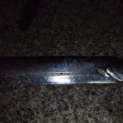 中秋の名月に待望のタチウオ