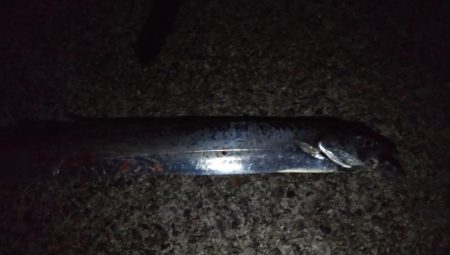 中秋の名月に待望のタチウオ