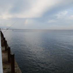 今日もタチウオ調査､結果は・・・