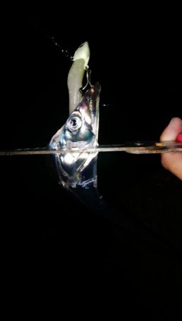 初めての釣り場でタチウオ