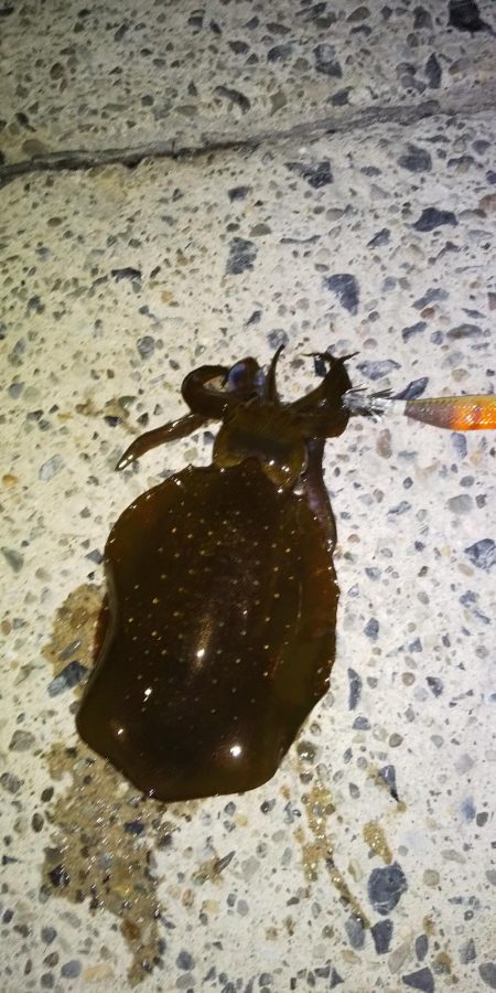 今シーズン初エギング