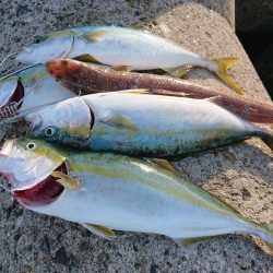 ショアハマチ！