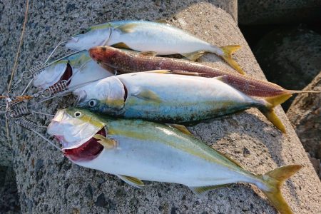 ショアハマチ！