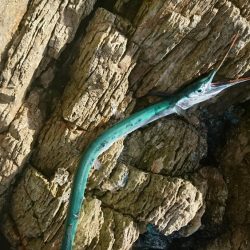 また、お前か！！