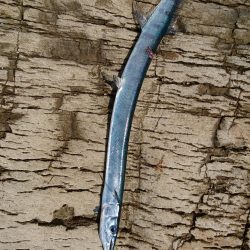 不本意な結果ですが。。