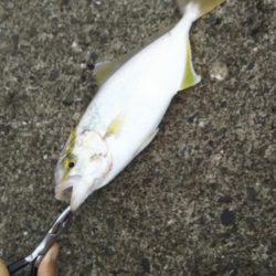 エギング&ライトショアジギ