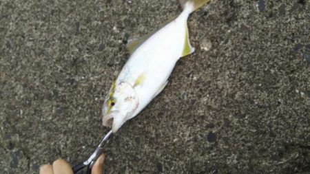 エギング&ライトショアジギ