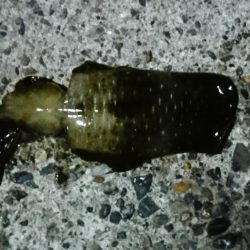 色々～＼(^-^)／