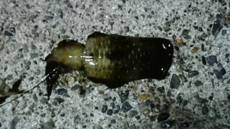 色々～＼(^-^)／