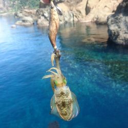 越前地磯の新子