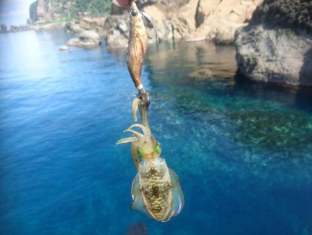 越前地磯の新子