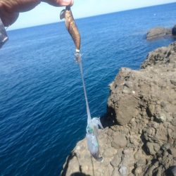 越前地磯の秋イカ