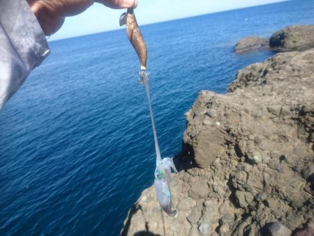 越前地磯の秋イカ