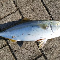 ツバス？ハマチ？