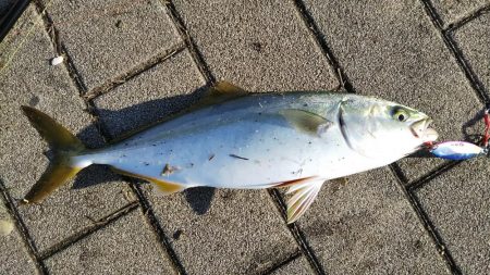 ツバス？ハマチ？