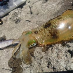 越前地磯の秋イカ