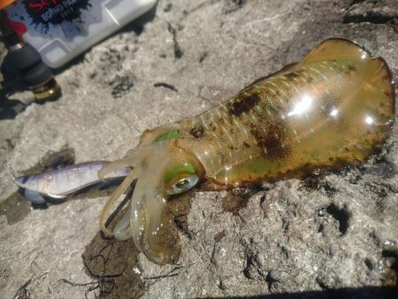 越前地磯の秋イカ