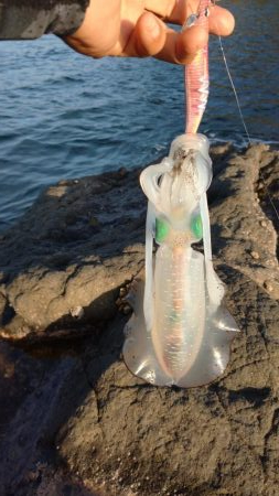 仕事合間の新子調査