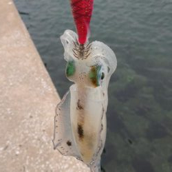 仕事前後にエギング