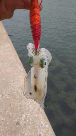 仕事前後にエギング