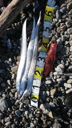 シーバス&ロックフィッシュ