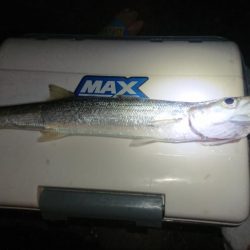 デカかますがやって来た