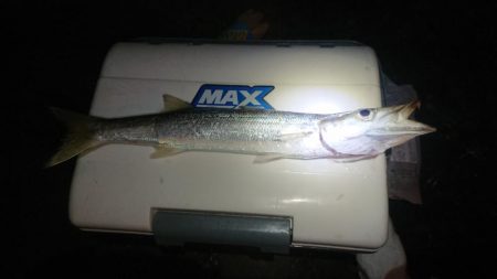 デカかますがやって来た