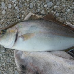 朝まずめボイル多数