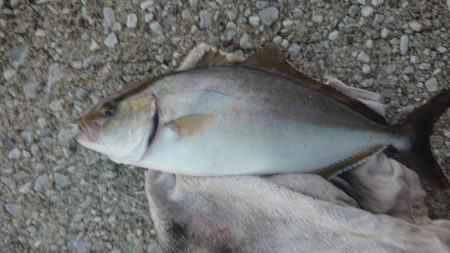 朝まずめボイル多数