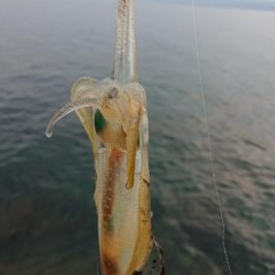 アオリ新子調査2