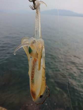 アオリ新子調査2