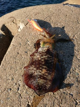 アオリ新子成長調査