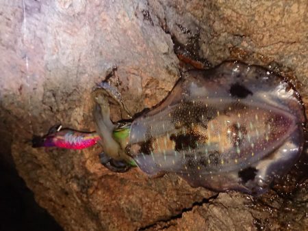 少し大きくなりました