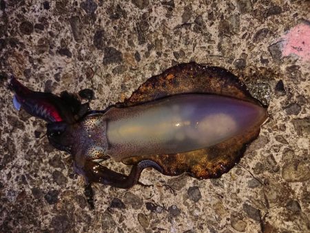 数はそこそこも小さい