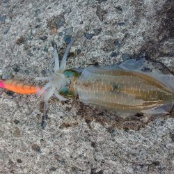 攻め方いろいろ