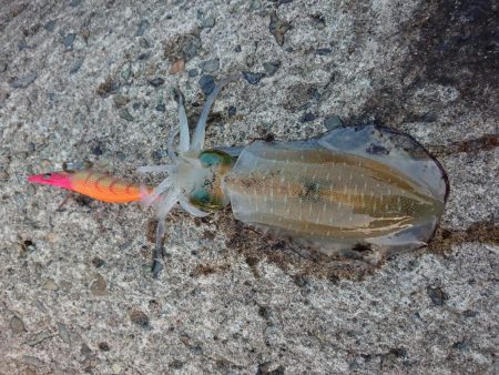 攻め方いろいろ