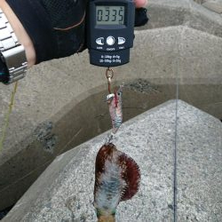 ようやく300ｇUP