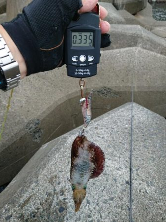 ようやく300ｇUP