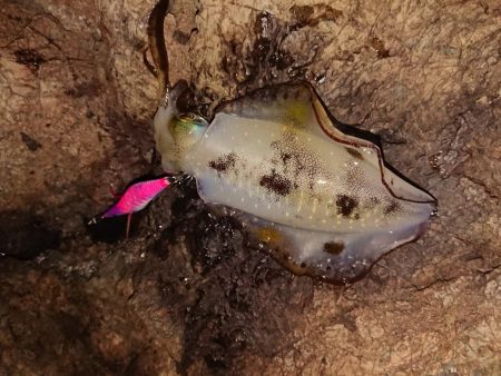 渋いながらもチョイ良型