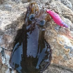 エギング ランガン