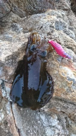 エギング ランガン