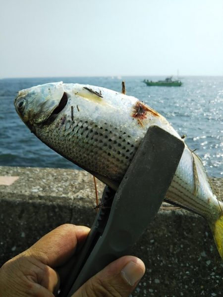 超！短い朝マヅメ